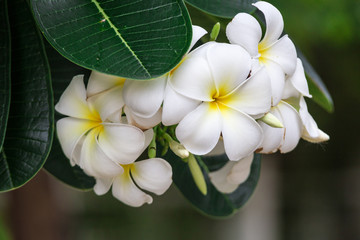 White Plumeria flowers in Thailand 
