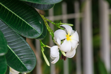 White Plumeria flowers in Thailand 