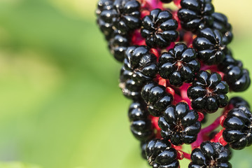 Phytolacca americana, the American pokeweed or simply pokeweed, pokeberry, close-up. Blank space for text.