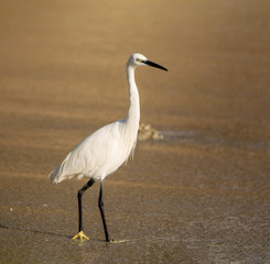 Little Egret