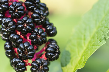 Phytolacca americana, the American pokeweed or simply pokeweed, pokeberry, close-up.