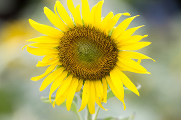 Sunflower is big flowers