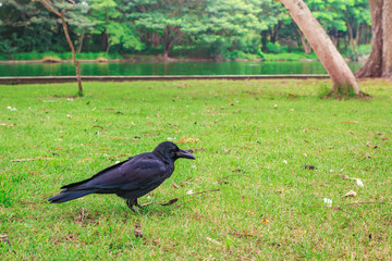 Black Carrion Crow (Corvus corone).