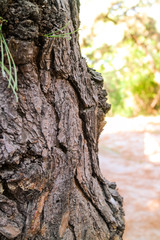 Obraz premium Wooden pole close-up