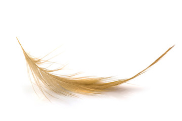 Bird light brown feather isolated