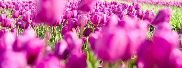 Blumenmeer aus Tulpen auf einem Feld