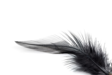 Obraz premium Close-up of Black feather isolated on white