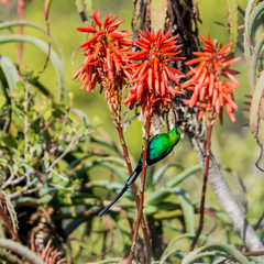 Malachite Sunbird