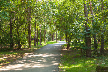Path in green grove