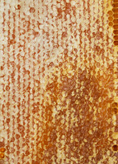 Backgroung of honeycombs with honey.