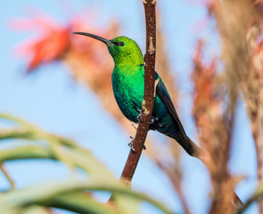 Malachite Sunbird