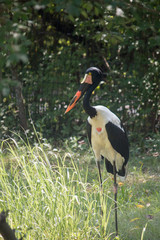 Saddle billed stork