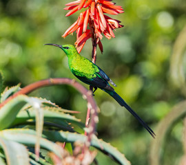 Malachite Sunbird