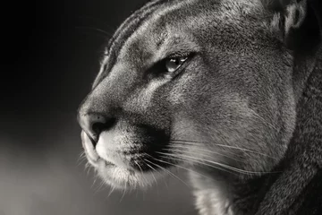 Acrylic prints Puma Black white face American puma, cougar