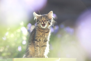 cute little cat in the garden