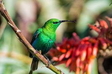 Malachite Sunbird
