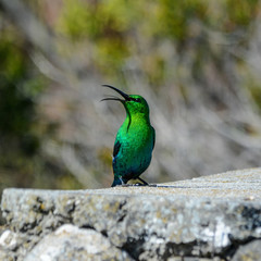 Malachite Sunbird Singing