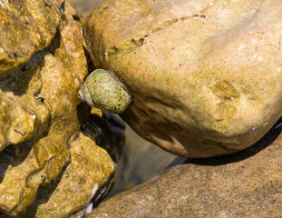 Small crab shell between two stones, Croatia