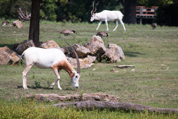 Scimitar horned oryx grazing