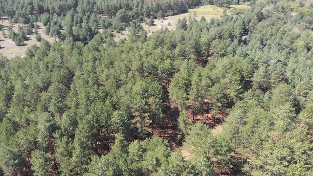 Pine forest, aerial view with drone. Forest trees vertical pan. Top view in pine wood park. Epic panoramic shot. Summer, sunny day.