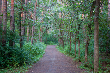 Forest paths