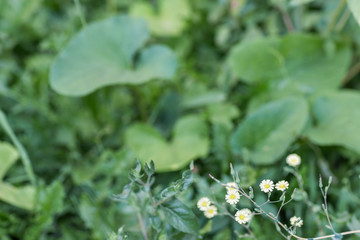 the background of the green summer grass