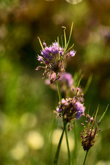 Beautiful flowers with nice bokeh