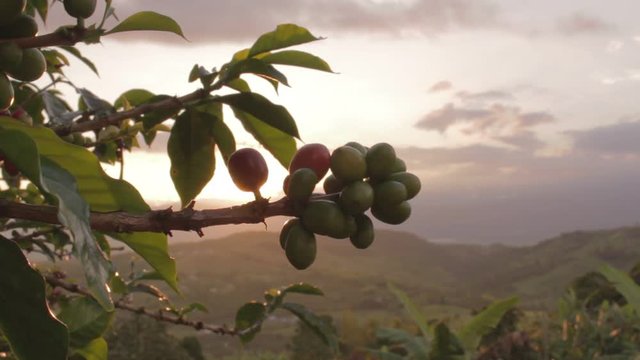 Granos de caf&eacute; en el &aacute;rbol con el atardecer y monta&ntilde;as de fondo
