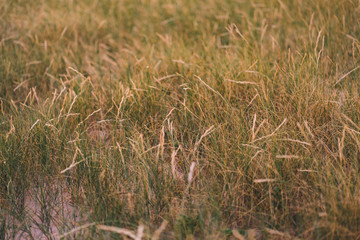 Dune grass on the beach