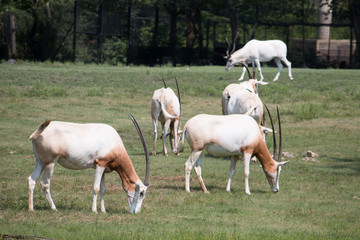Fototapeta na wymiar Scimitar horned oryx herd 2