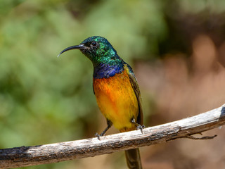 Orange-breasted Sunbird