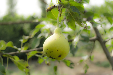 Ripe pear in garden