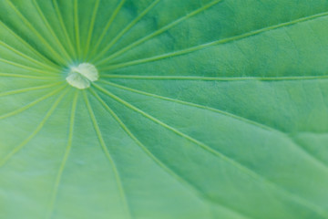 Green Lotus leaf texture