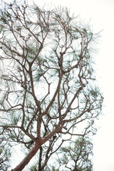 beautiful branches of pine tree