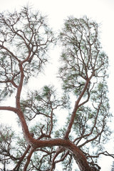 beautiful branches of pine tree