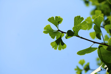 Green Gingko leaves in summer