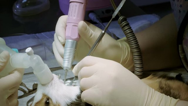 Pets. Vet cleaning mouth and teeth of guinea pig from tartar under anesthesia in veterinary clinic. 4K