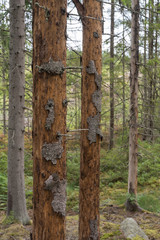 Damaged spruce trees