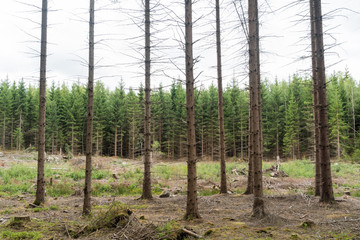 Spruce tree forest in different ages