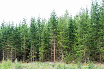 Lush spruce tree forest