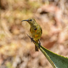 Juvenile Orange-breasted Sunbird