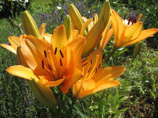 Obraz premium A group of yellow flowering lilies lit by the sun in the garden.