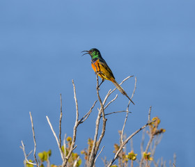 Orange-breasted Sunbird