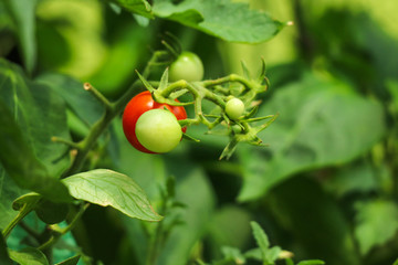 Cherry tomatoes in a garden