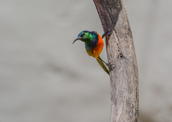 Orange-breasted Sunbird