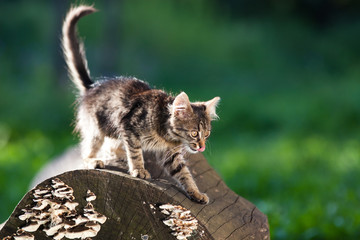 Obraz premium cute little cat in the garden