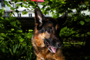 German shepherd dog illuminated on one side in a dark park