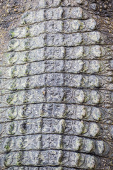 Real Crocodile skin texture