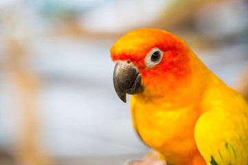 Close up head and mouse of Sun Parakeet or Sun Conure yellow and orange parrot
