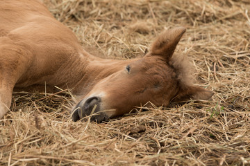 Schlafendes Fohlen